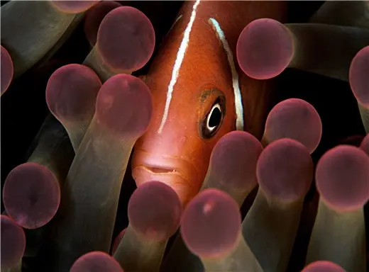 Peixe-palhaço em anêmona, Ilhas Fiji, 2010 (Foto: Mauricio Handler)