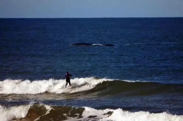 Baleia apareceu no dia 22 na praia de Itapirubá do lado Norte, em Imbituba. (Foto: Projeto Baleia Franca / Divulgação)