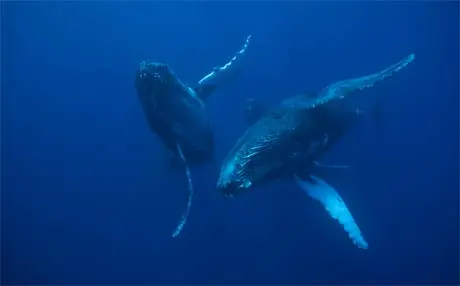 Os principais pontos de permanência destes animais são os estados da Bahia e do Espírito Santo (Foto: Divulgação)