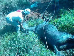 Bombeiros tiveram dificuldade para tirar cavalo de brejo (Foto: Divulgação/Corpo de Bombeiros)