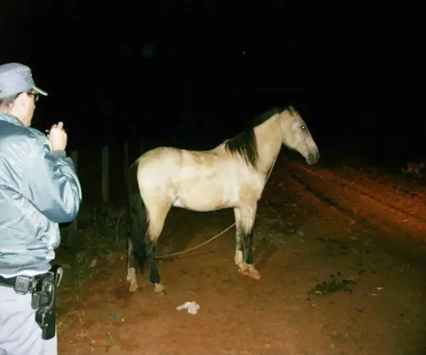 Animal foi resgatado com fome e sede à noite (Foto: José Luiz Lançoni)