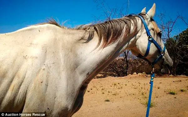 Mal tratado: com a ajuda da Sociedade Humanitária do condado de Ventura e do CCZ da cidade, alguns animais foram removidos da propriedade do acumulador. (Foto: Daily Mail)