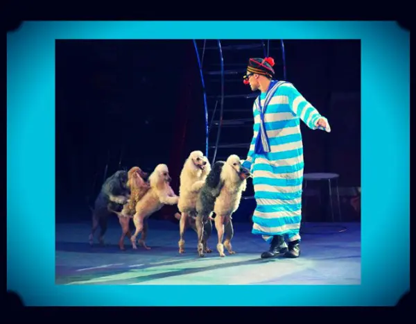 St. Petersburg State Circus