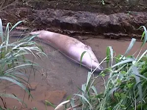 Animal virou atração entre os moradores de Joinville (Foto: Marciéli Palhano/RBS TV)