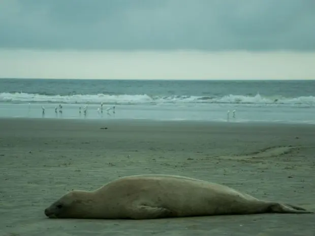 O animal, que mede 2,10 metros, passa bem e está descansando na praia, de acordo com analista ambiental e o Centro de Estudos do Mar da UFPR (Foto: Péricles Augusto dos Santos / UFPR)