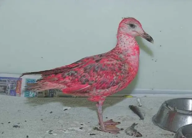 'Gaivota rosa' foi encontrada em Mallaig, na Escócia (Foto: Divulgação/SPCA)