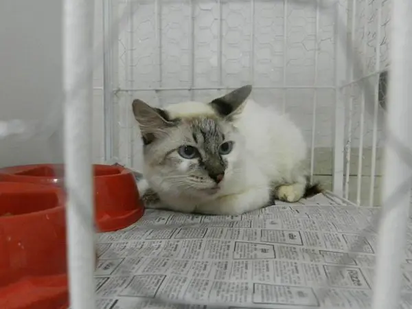 Gatinho foi adotado durante a 2ª edição da exposição de animais do MIAUL que aconteceu em junho (Foto: Inaê Ribeiro/Arquivo Pessoal)