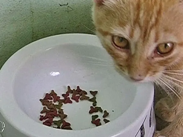 Gatos estão sendo envenenados com chumbinho no interior de SP (Foto: Mais Você / TV Globo)