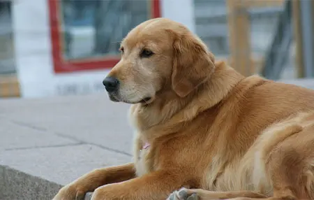 Golden Retriver