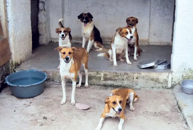 Animais devem começar a ser retirados da cidade ainda hoje - Foto: Divulgação