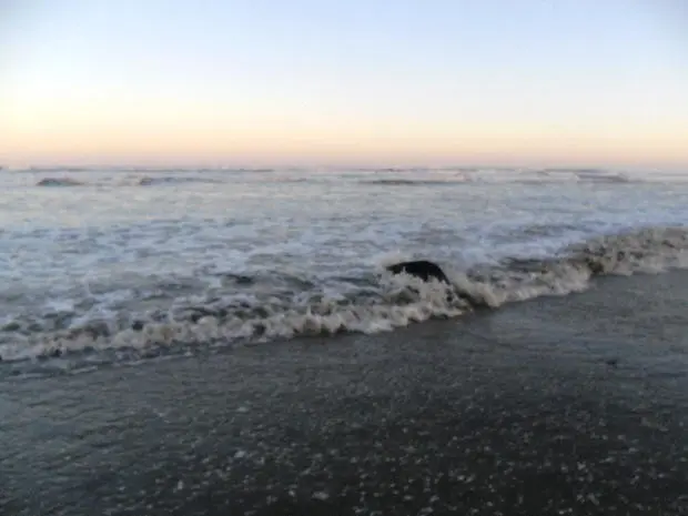 Animal voltou ao mar por volta das 18h30 (Foto: Arquivo Pessoal / Cristian Negrão da Silva)