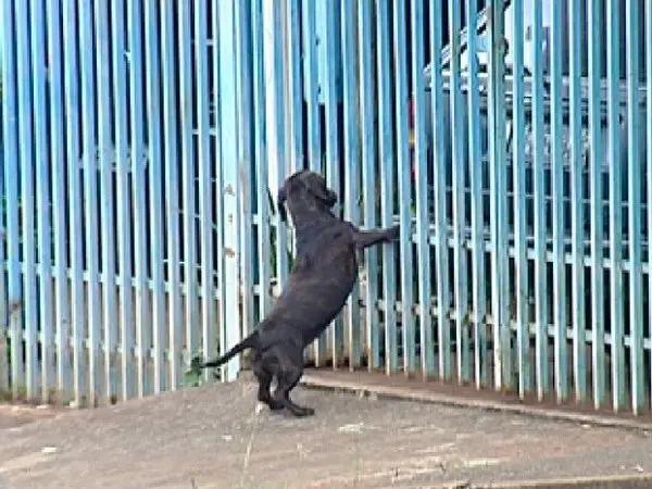 Abandono e maus-tratos contra animais têm se tornado comuns (Foto: Reprodução / TV Tem)