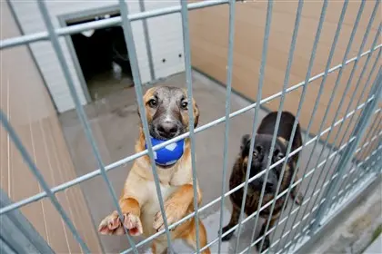 Dois cães em um cercado brincando.