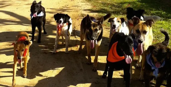 Cães saem juntos para passear pelas ruas do bairro (Foto: Isabel Ruliere / Arquivo pessoal)