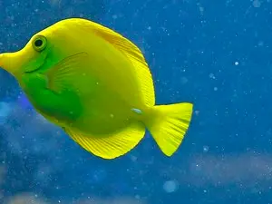 Peixe conhecido como cirurgião-amarelo, que costuma habitar recifes de coral do Oceano Pacífico (Foto: Alexander Klein/AFP)