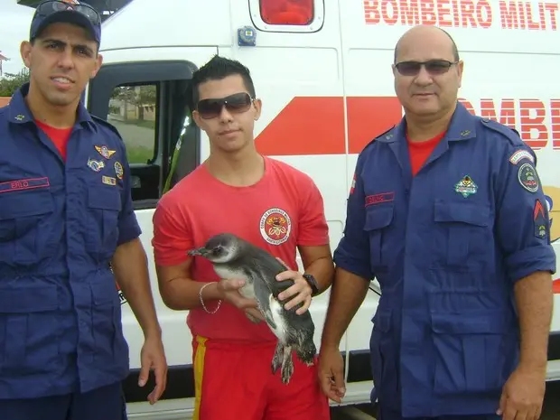 Pinguim foi resgatado por bombeiros de Barra Velha (Foto: Corpo de Bombeiros/Divulgação)