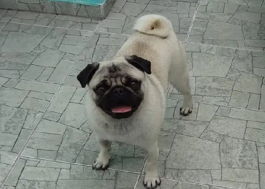 O pug Nippo, de 3 anos, tem uma cicatriz na pata dianteira direita e está desaparecido desde que a casa dos donos foi assaltada em Mogi das Cruzes (Foto: Pedro Carlos Leite/G1)