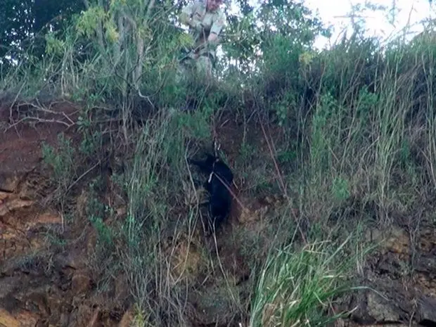 Resgate do animal feito pelos Bombeiros demorou cerca de uma hora (Foto: Osni Martins/Arquivo Pessoal)