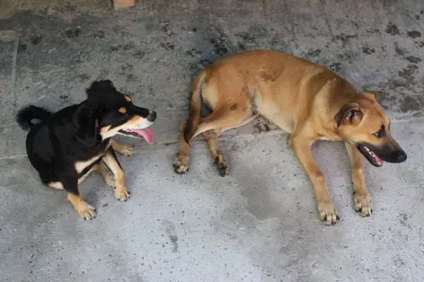 Animais carentes, ou sob a tutela da comunidade, serão os principais beneficiados do evento. (Foto: Wagner Ferreira)