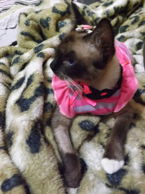 Valentina, a gatinha de Rosemary que perdeu o olho