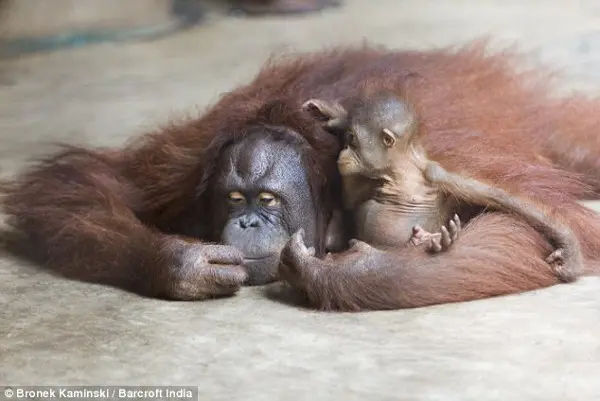 Estas imagens foram obtidas pelo fotógrafo britânico Bronek Kaminski, que passou 18 meses documentando secretamente os animais. (Foto: Daily Mail)