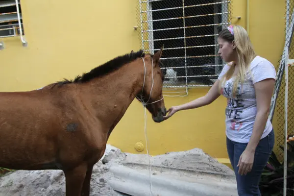 A autônoma Luana Lauterer, apaixonada por animais, cuida do animal. (Foto: Edvaldo Rodrigues/DP/D.A Press)