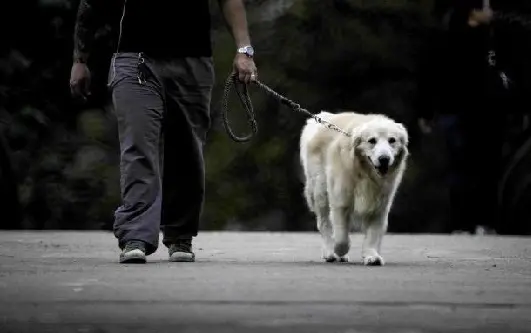 São tênues os limites da divergência entre o social e o direito individual no debate sobre a presença de cachorros em áreas públicas e deveres dos donos nesses espaços. (Foto: Lauro Alves / Agencia RBS)