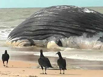 Baleia encalhou no último sábado no litoral baiano - Foto: Divulgação