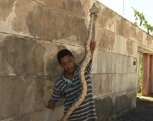 Animal foi capturado por morador na tarde deste domingo em Luciano Cavalcante (Foto: TV Verdes Mares/Reprodução)