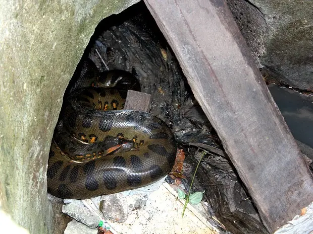 Sucuri de três metros é encontrada dentro de bueiro, em Manaus. (Foto: Divulgação/ Tiago Melo/ G1 AM)