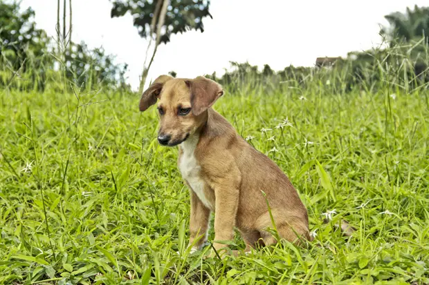 O texto proposto dispõe sobre vedações que atingem todos os animais, como a proibição de agressão física e psicológica - Foto: Arthur de Souza/Esp.DP/D.A Press/Arquivo