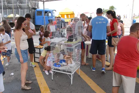 Gatos e cachorros abandonados chamaram a atenção de muitas famílias para adoção - Foto: Divulgação