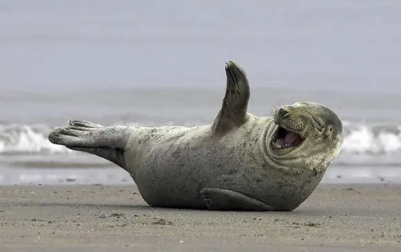 Foca em imagem bem diferente de tantas assassinadas pela caça furtiva. (Foto: animal-animal-animal.blogspot.com) 