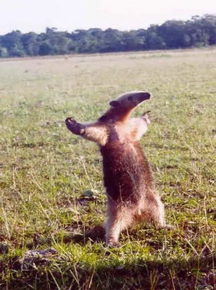  Esse tamanduá parece não conseguir dizer ao mundo o quanto é feliz! (Foto: captiontool.com)