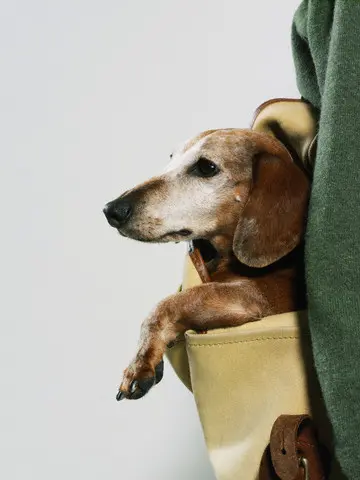 Dog riding in woman's purse