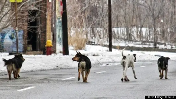 Foto: Dante Dasaro/ Detroit Dog Rescue