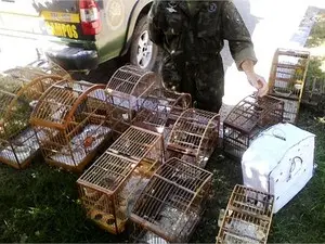 Apreensão de pássaros silvestres em Campos, RJ (Foto: Reprodução/Site da Prefeitura de Campos)