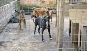 Aprocan precisa d cerca de 35kg de ração por dia para alimentar os animais. (Foto: Vinicius Carvalho/GES)