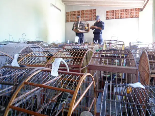 Gaiolas apreendidas pela polícia nesta quarta-feira em Dobrada (Foto: Polícia Ambiental/Divulgação)