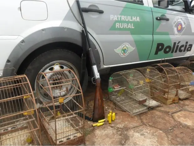 A Polícia Militar Ambiental apreendeu 13 aves silvestres em uma casa de Terra Roxa (SP) na tarde desta quinta-feira (22). Os pássaros estavam presos em gaiolas de madeira e arame. Os agentes ainda apreenderam uma espingarda calibre 20. O 'tutor', que não tinha autorização para criar pássaros e para portar a arma, recebeu voz de prisão e foi multado em R$ 6,5 mil (Foto: Polícia Militar Ambiental/ Divulgação)