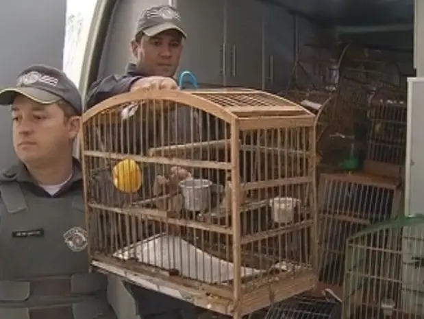 Polícia apreende as aves em dez cadas do distrito de Santa Terezinha (Foto: reprodução/TV Tem)