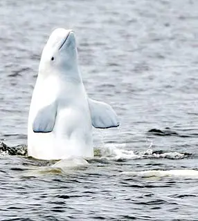 Baleia-branca (Delphinapterus leucas). (Foto: Reuters)