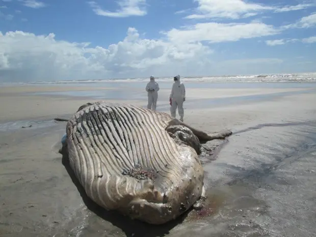 Baleia é encontrada morta na Bahia (Foto: Centro de Resgate e Reabilitação do Instituto Mamíferos Aquáticos / Divulgação)