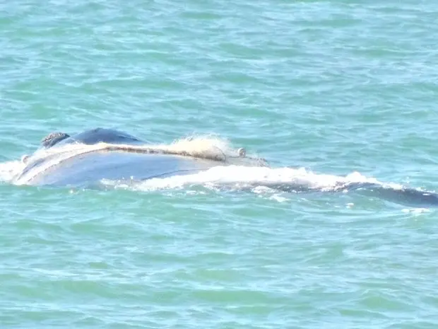 Baleia presa com filhote em rede de pesca em Barra de São João, RJ (Foto: Paulo Salgueiro Franco)