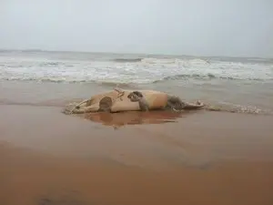 Baleia encontrada na Ponta da Fruta (Foto: Nilson Cardoso Silva / VC no ESTV)