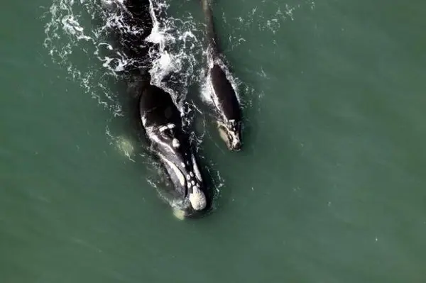 Das 40 baleias da espécie avistadas, 15 eram filhotes, número que é considerado dentro da média para o período. (Foto: Paulo Flores / CMA-ICMBio)