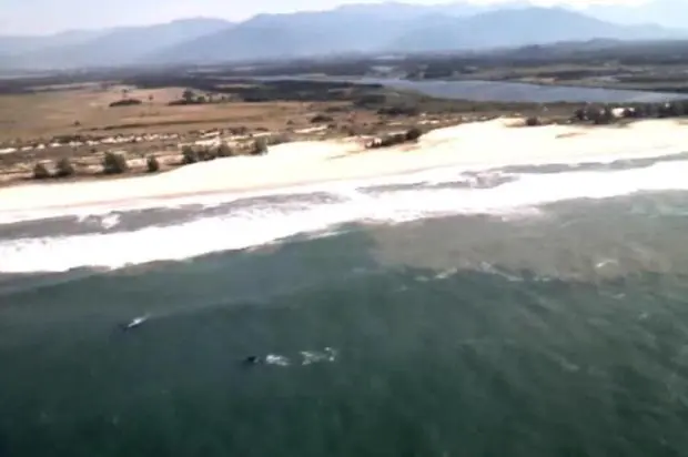 Mamíferos estavam na Praia da Gamboa, em Paulo Lopes Foto: Batalhão de Operações Aéreas dos Bombeiros / Divulgação