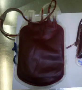 bolsa-sangue-gatos