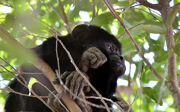 Foi preciso a ação da Polícia Ambiental, Bombeiros e alguns moradores para resgatar o macaco bugio (Foto: Valdivo Pereira/Folha da Região)