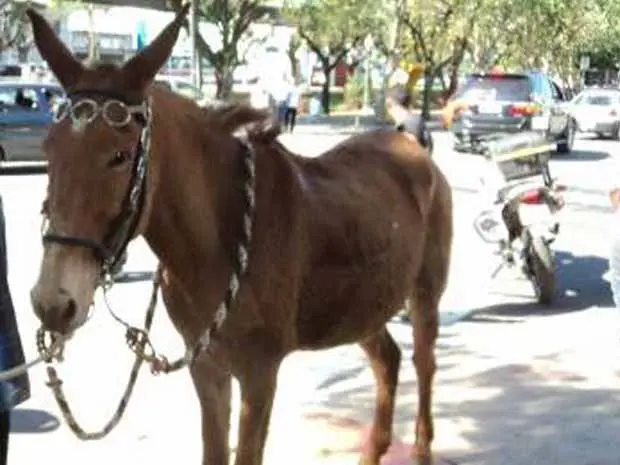 Burro foi apreendido e encaminhado ao CCZ após os maus-tratos (Foto: Sheila Patresi/ Arquivo Pessoal)